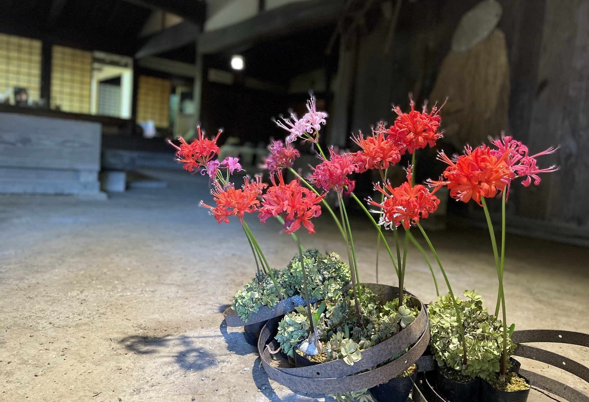 ベトナム製 宝石絵画 「花のある庭園」 加茂荘花⿃園（静岡県掛川市）：今年もダイヤモンドリリー展を開催し