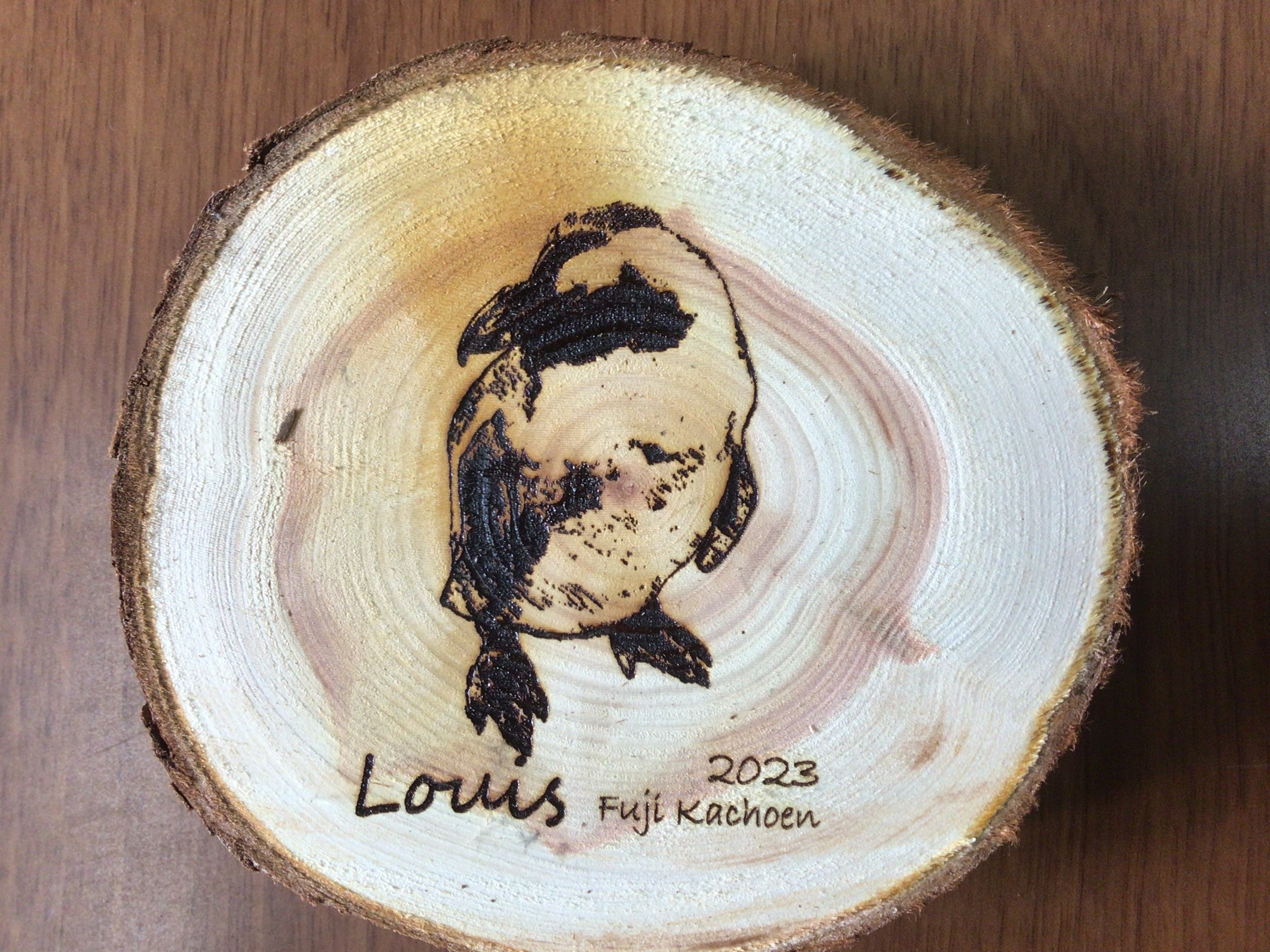 ケープペンギンのルイ君