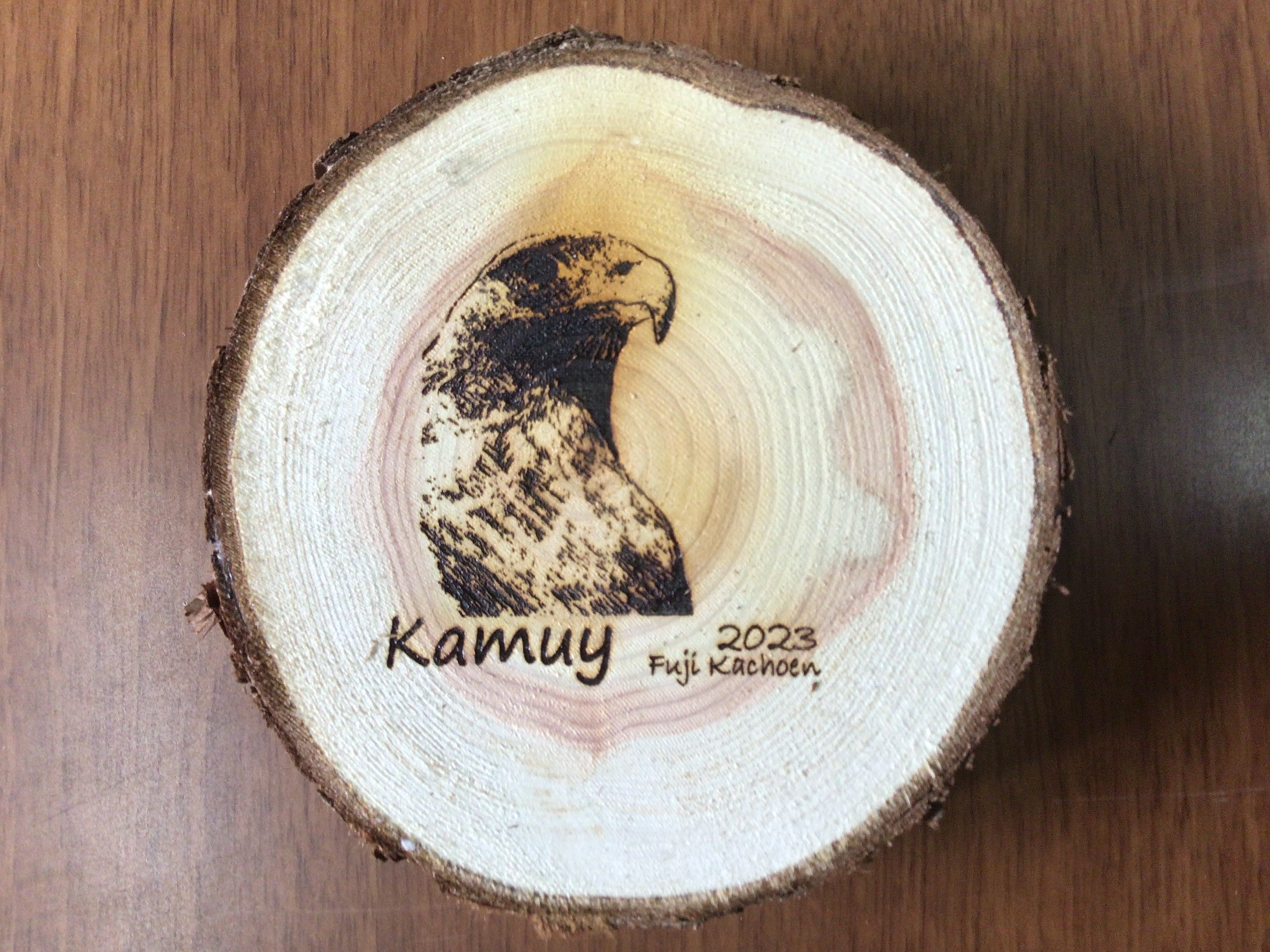 ハリスホークのカムイ君