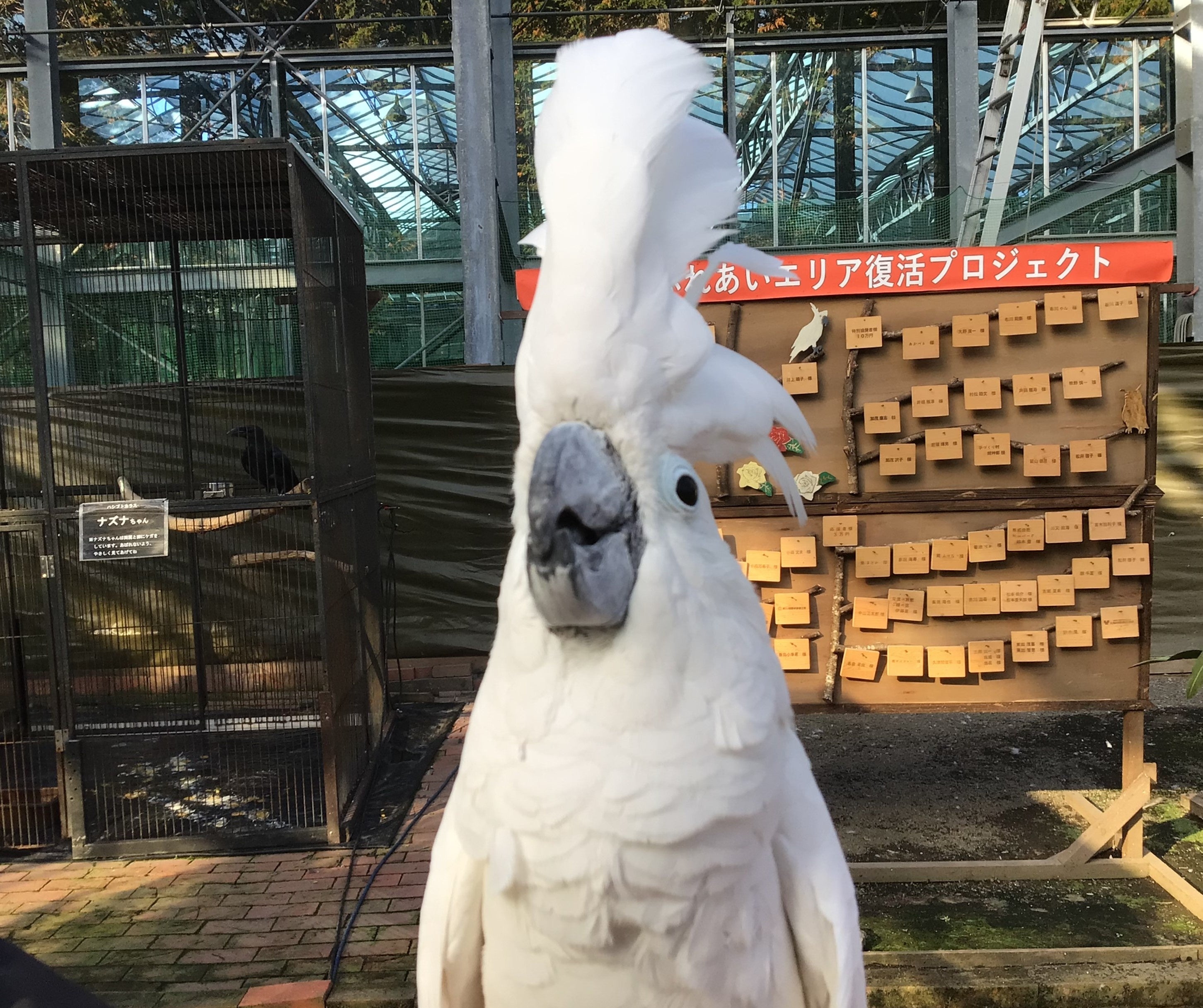 ごきげんノンノン