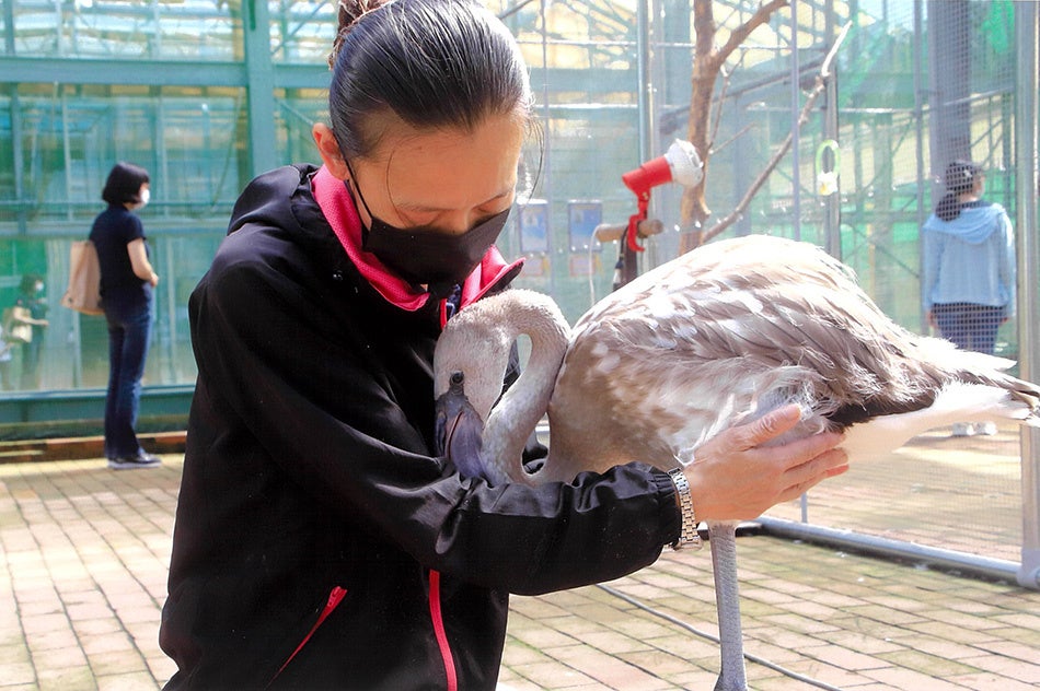 富士花鳥園フォトコンテスト2022　バードスタッフ賞　「いつくしみ」長倉礼子様