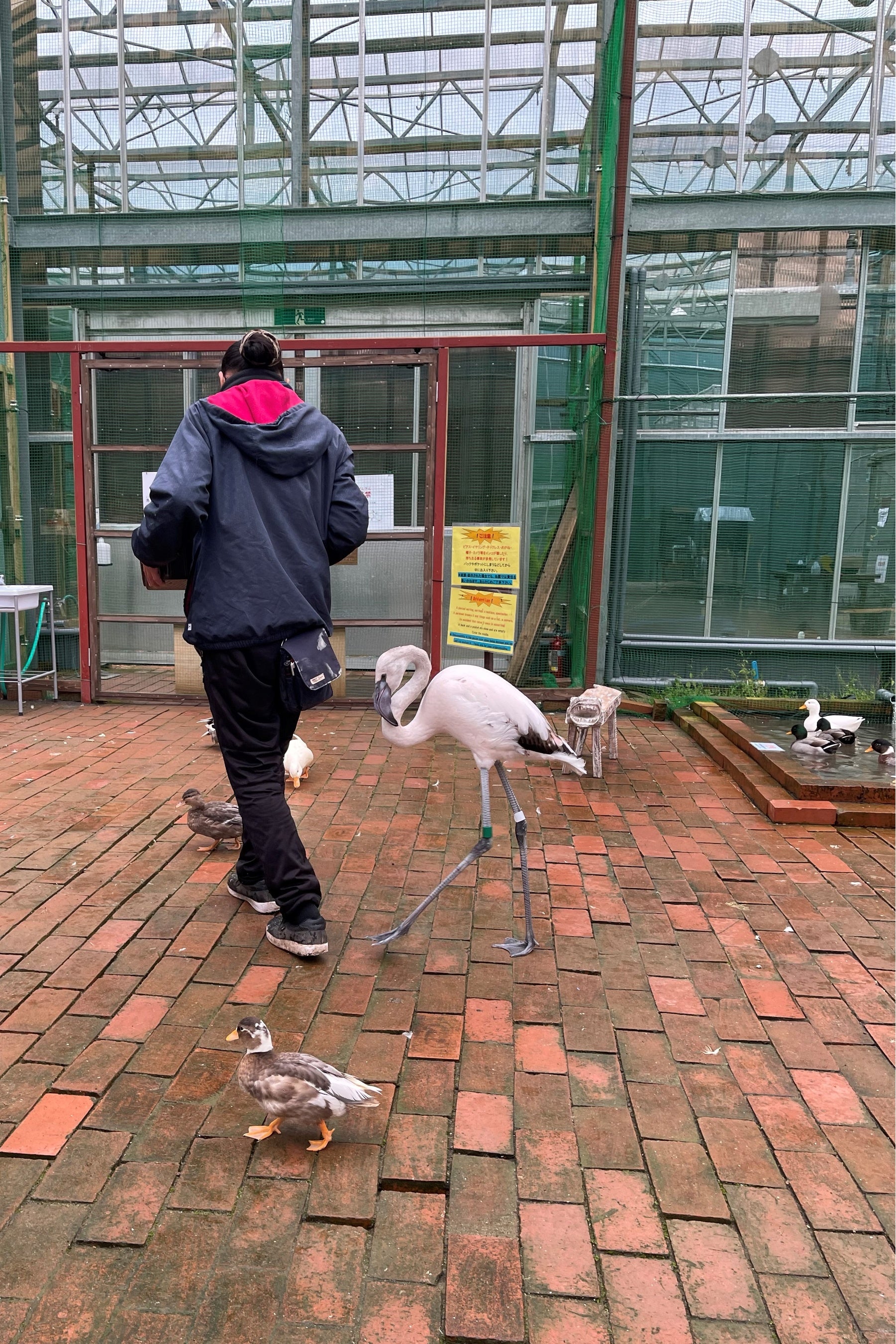 つゆちゃんの後追い