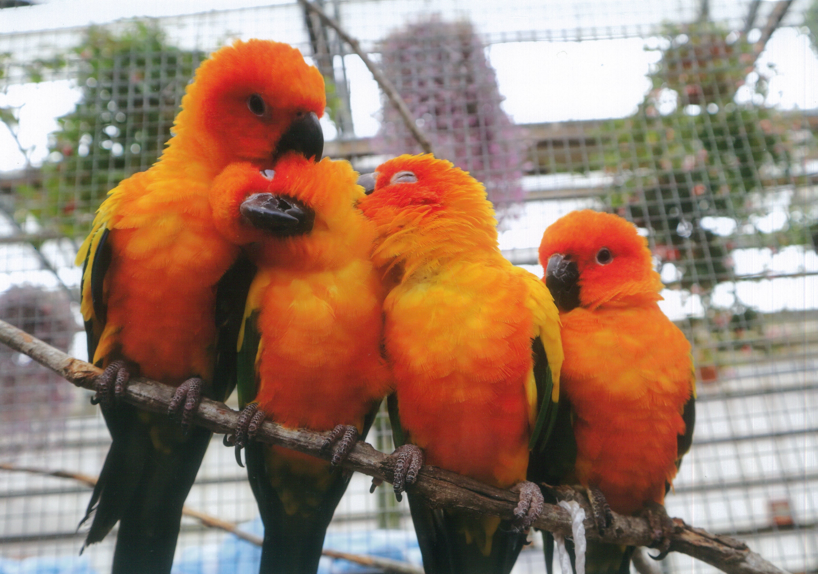 幸せファミリー