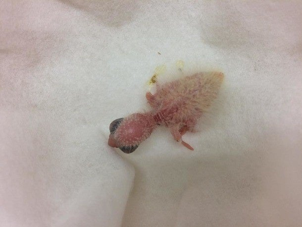 5gのサンちゃん