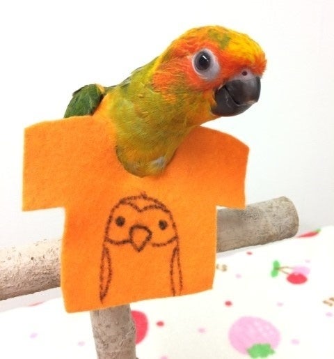 生後半年で応援団長に就任