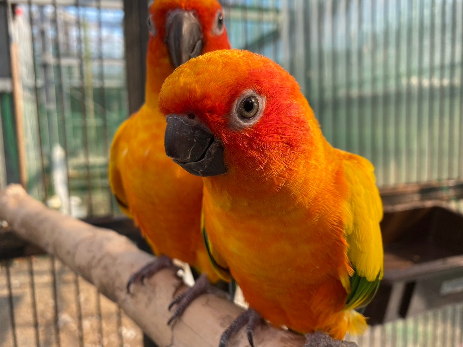 コガネのサンちゃん