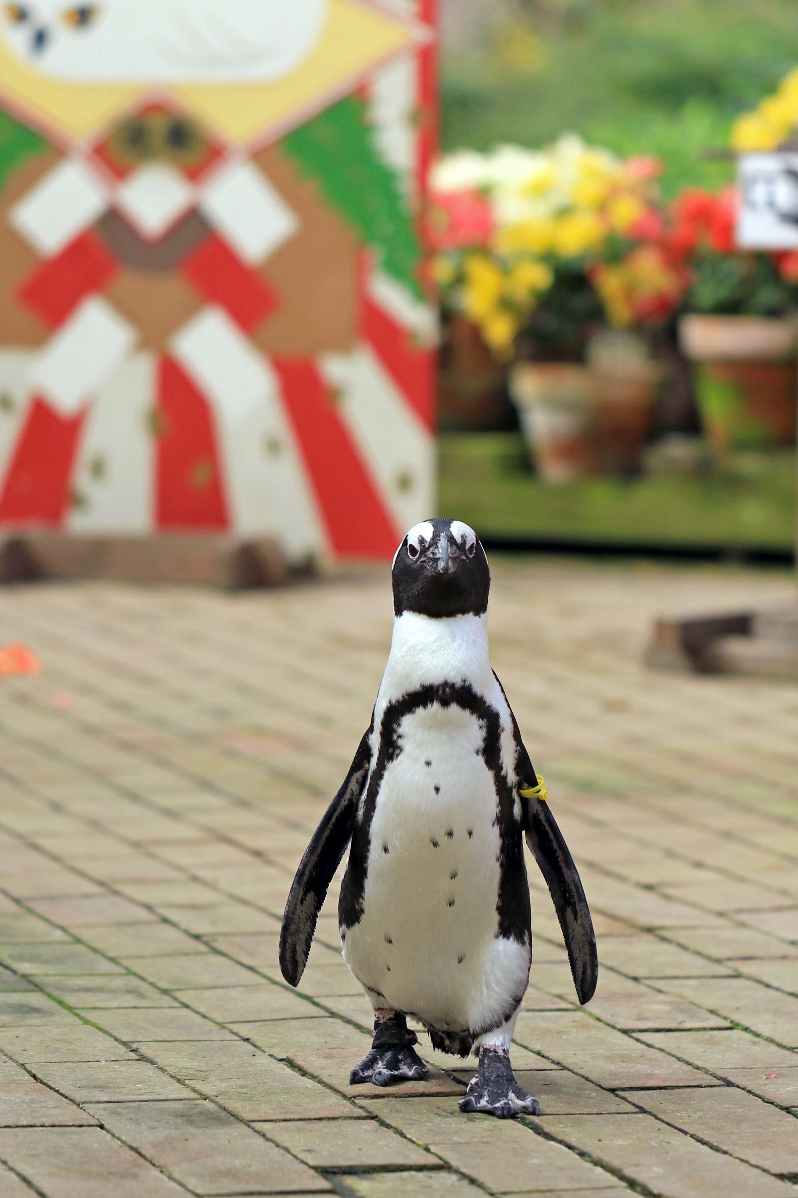 富士花鳥園：今年のメインキャラ ケープペンギンのルイ君の誕生日