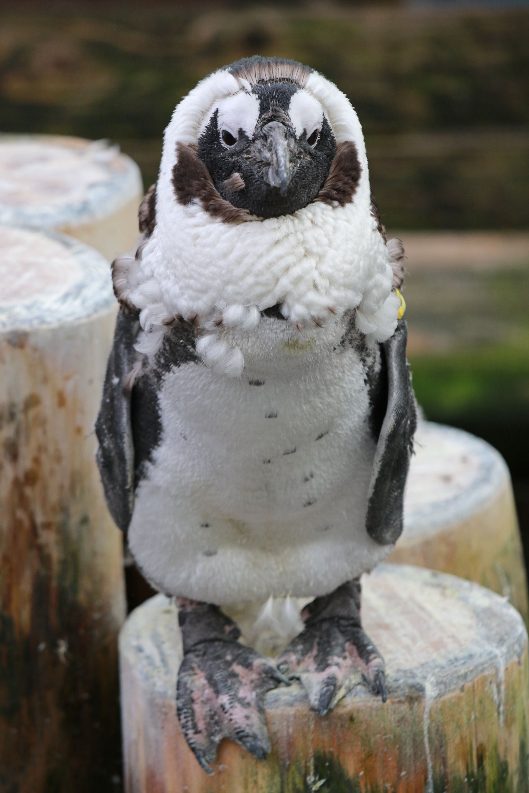 換羽中のルイ君