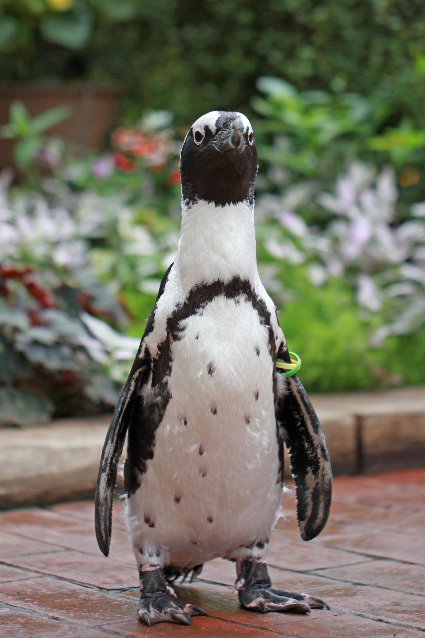 きりっとしたルイ君