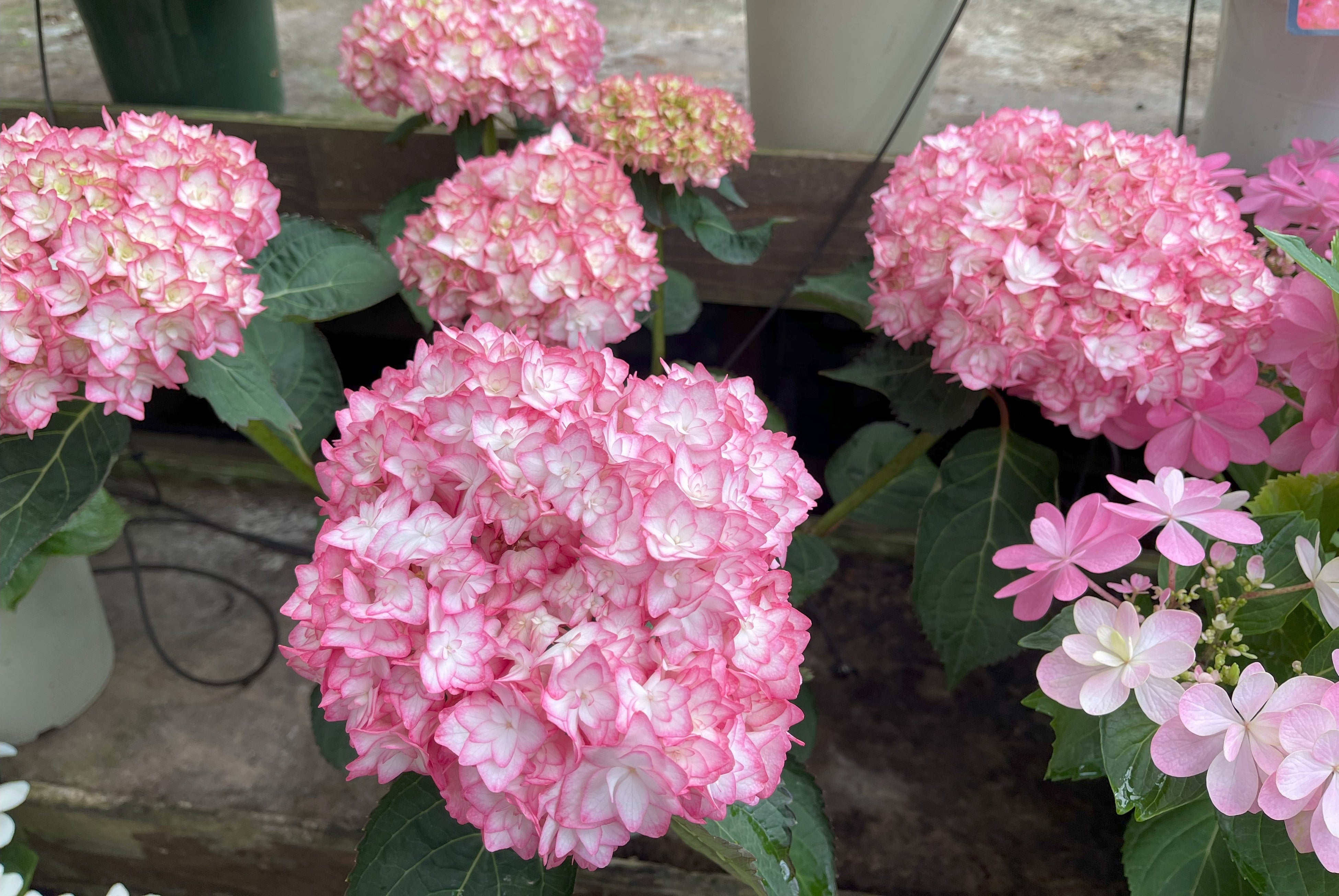 ちょっと恥ずかしそうな「恋物語」