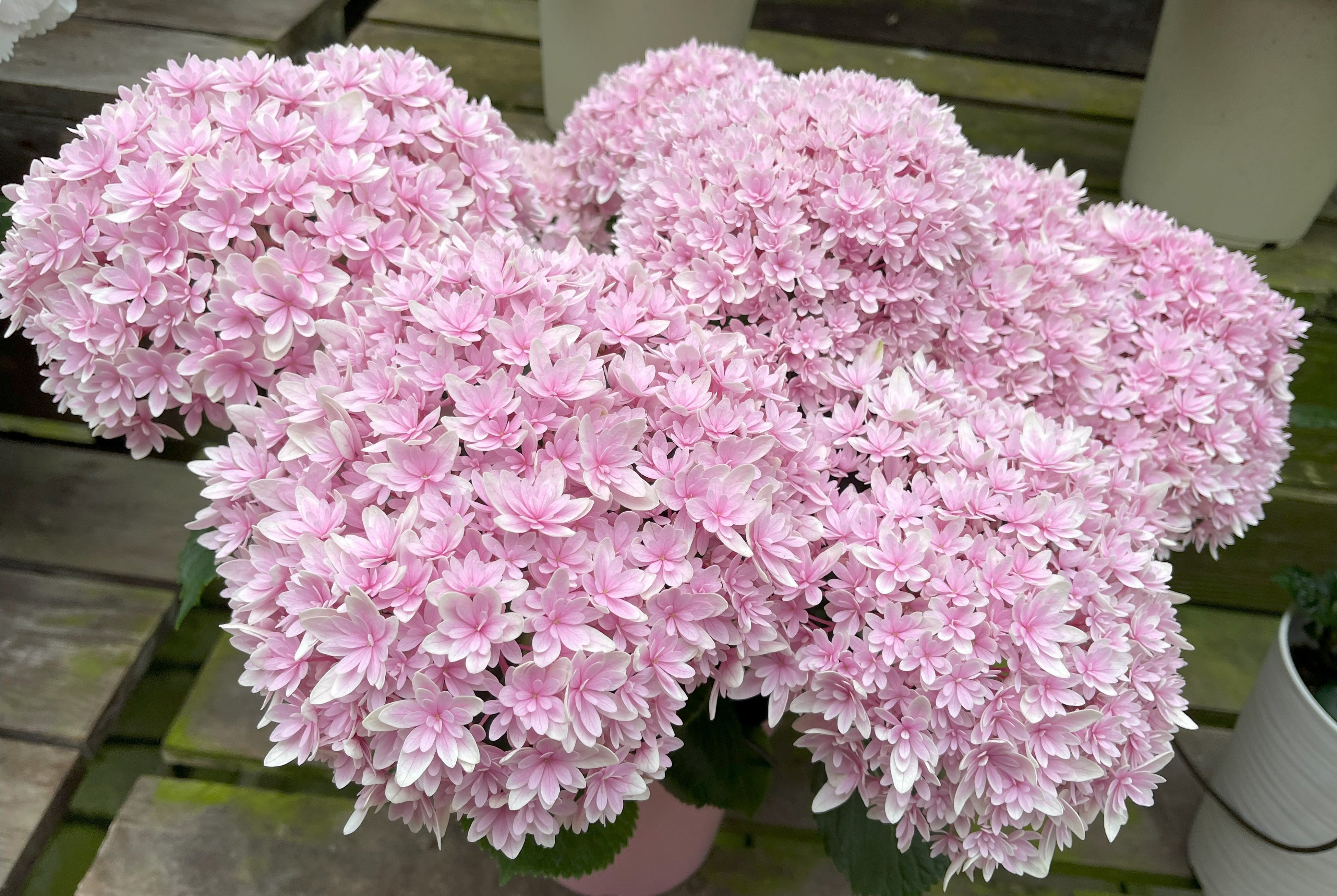 2022年新作　「響」