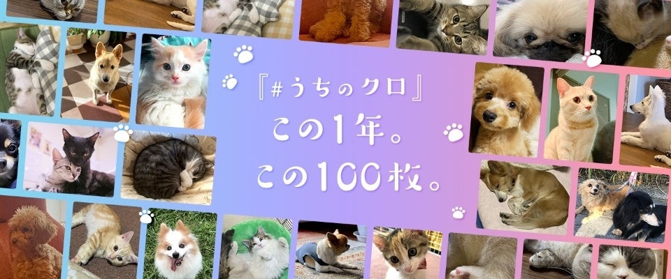 ［#うちのクロ］この1年。この100枚。