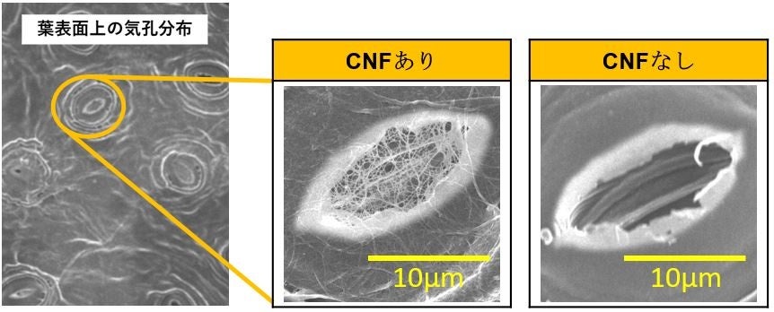 気孔の様子　CNF によるマスク効果
