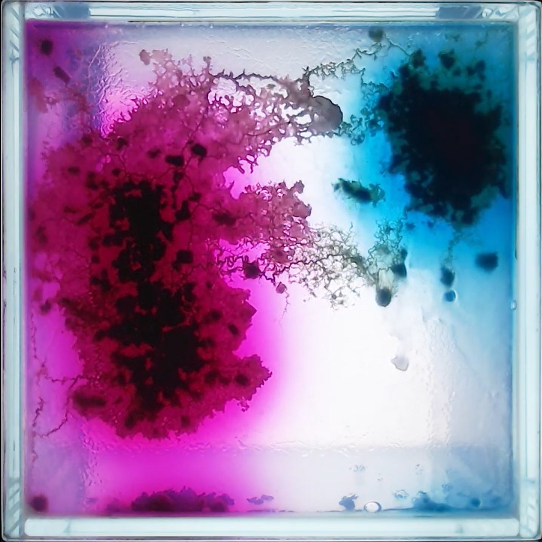 齋藤帆奈《食べられた色 aten Colors》2020