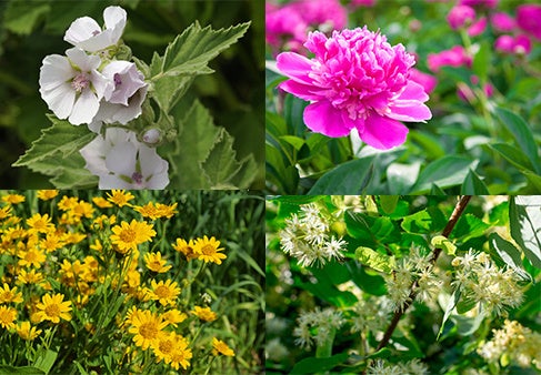 左上からアルテア、ボタン、冬菩提樹、アルニカ