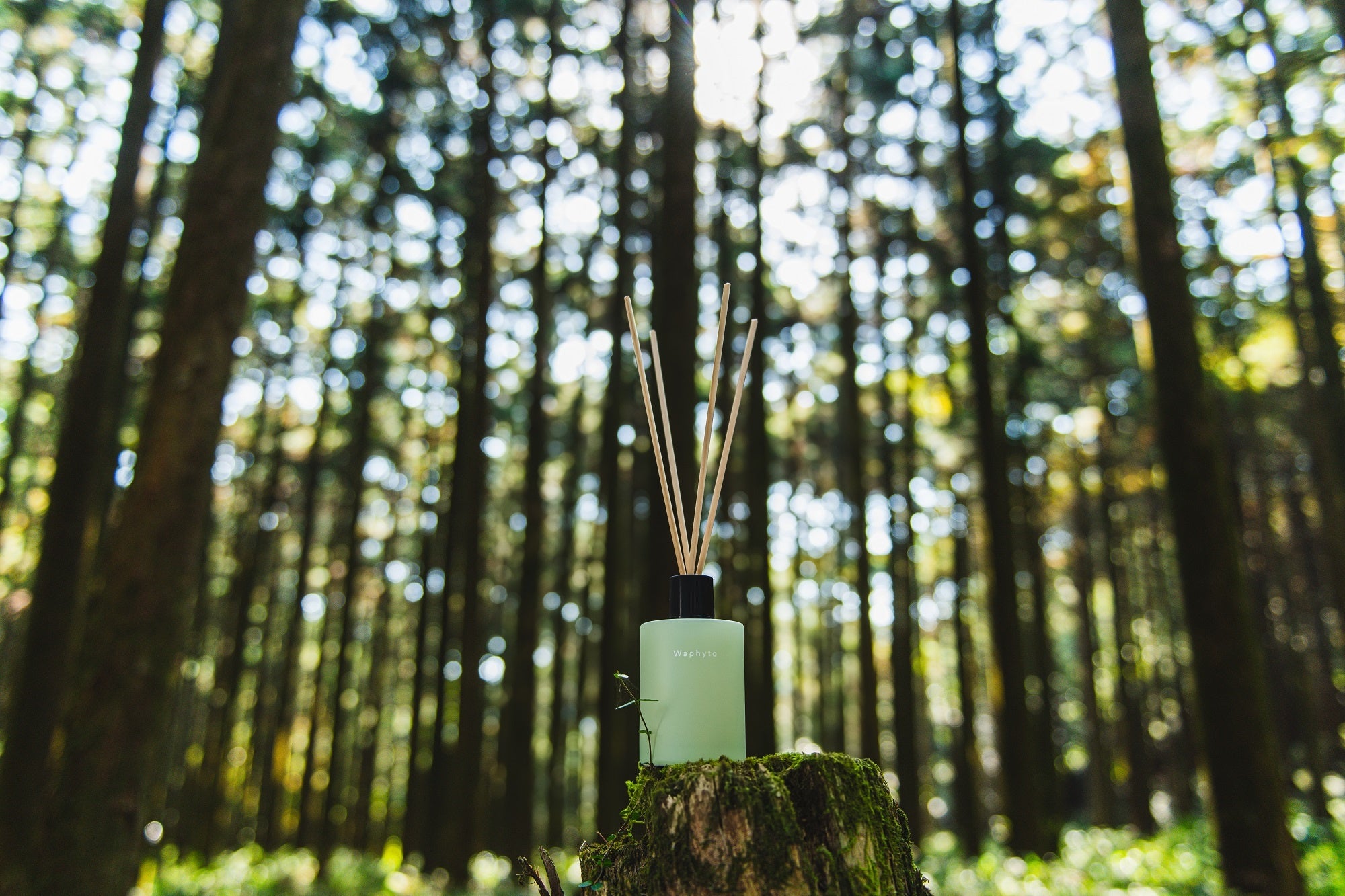 マンダリン＆シダーウッド