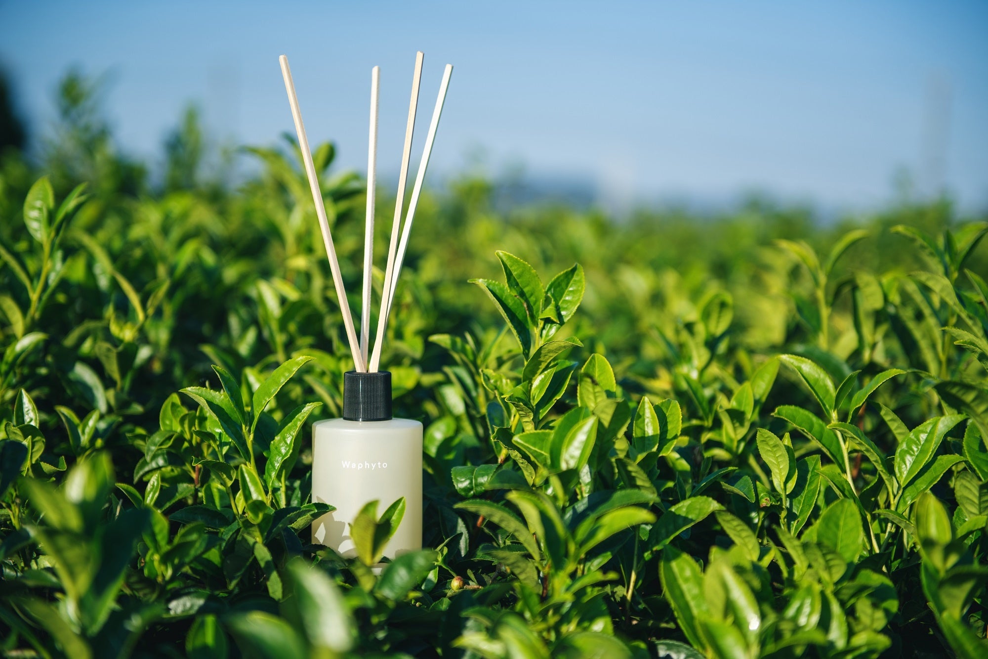 グリーンティー&ジャスミン