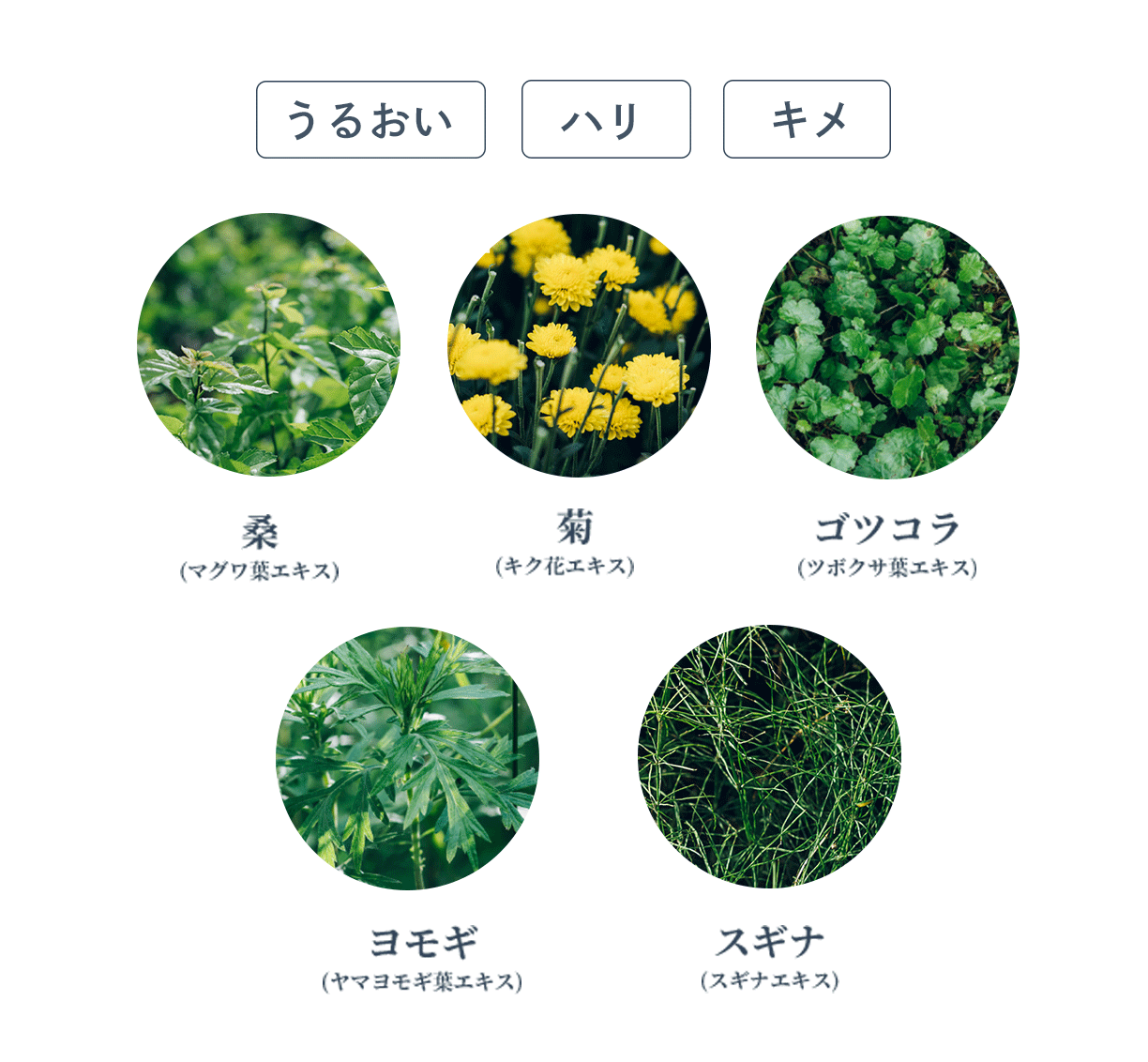 Waphyto（ワフィト）を代表するデリケートゾーンケアから、数量限定