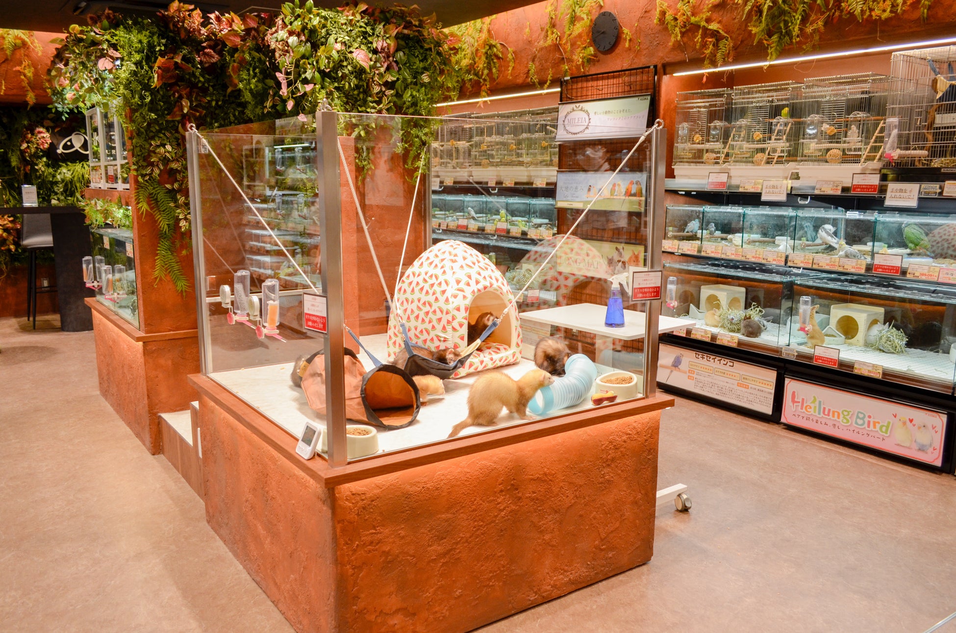 ペットの総合専門店コジマ コジマ唯一の小動物専門館 グラン亀戸小動物館が4月29日にオープン 株式会社コジマのプレスリリース ペットの総合専門店コジマ コジマ唯一の小動物専門館 グラン亀戸小動物館が4月29日にオープン 株式会社コジマのプレスリリース