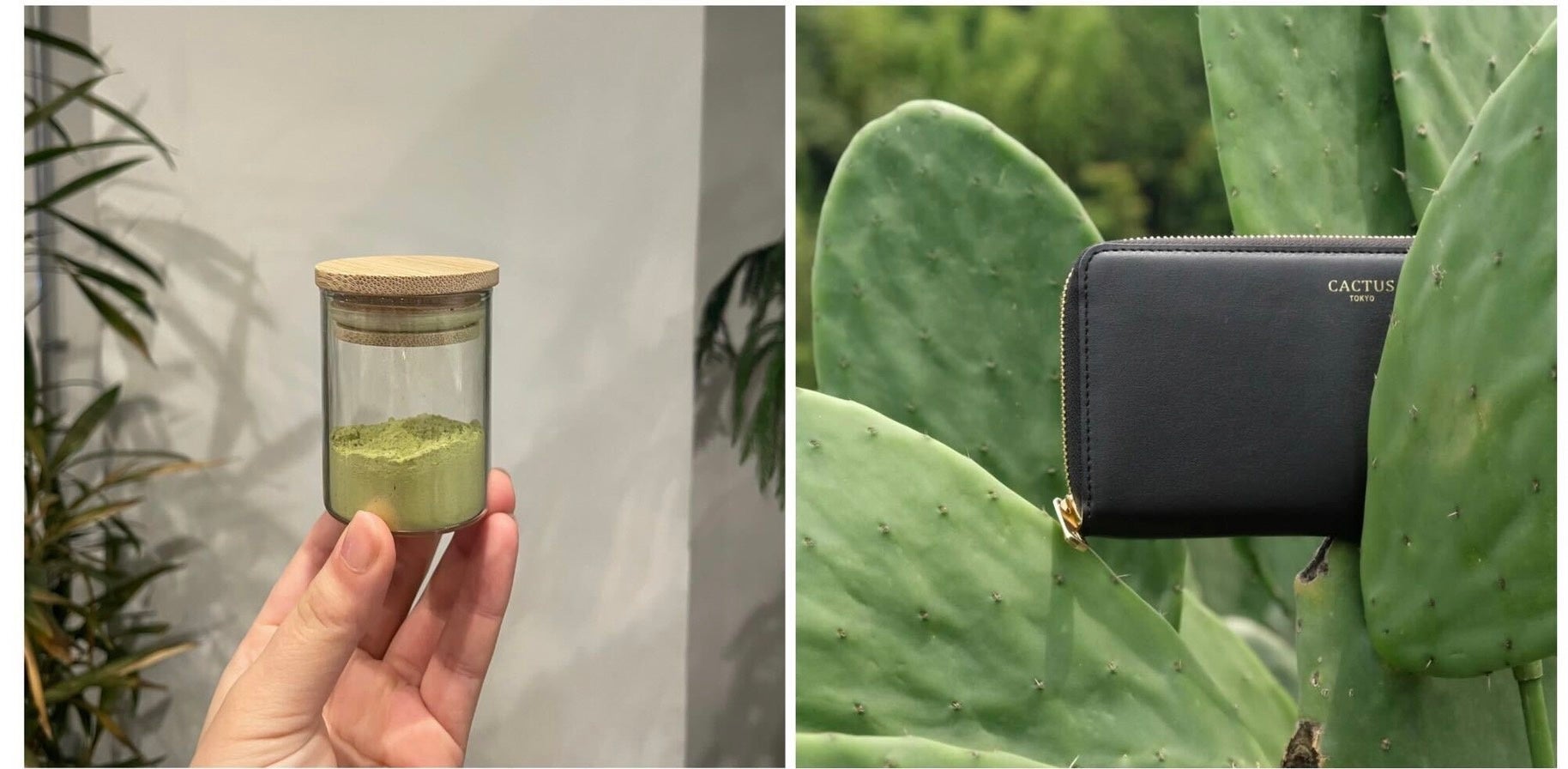 カクタスレザーの原料となるサボテンの粉末