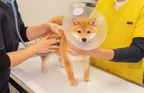 ペッツファーストグループ 里親探し活動レポート 2025年10月度 ペッツファーストグループ 里親探し活動レポート 2025年10月度