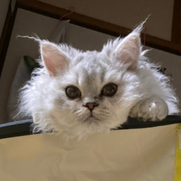 ペッツファースト動物病院で治療を受け寛解した セルカークレックスのいぶしちゃん