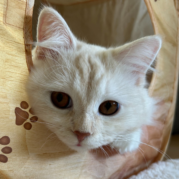 ペッツファースト動物病院で治療を受け寛解した サイベリアンのむぎくん