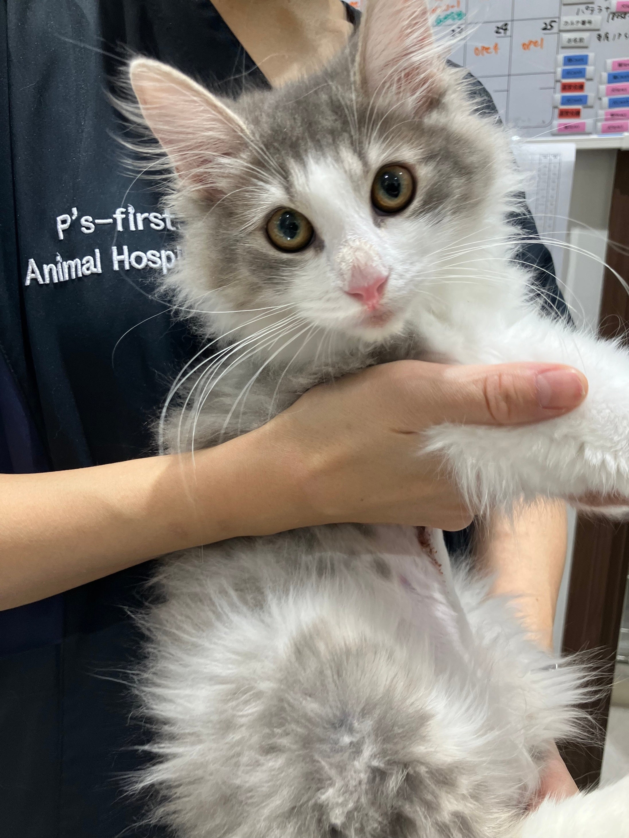 術後回復した ノルウェージャン・フォレスト・キャット