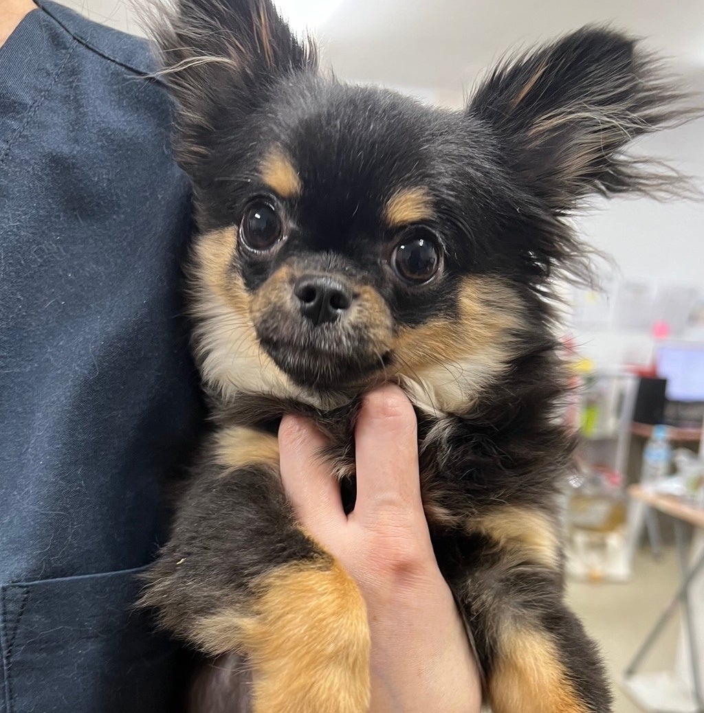 異所性尿管疑いで手術したロングコートチワワ