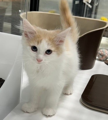 胃腸炎から回復し、店舗に復帰した ノルウェージャンフォレストキャット