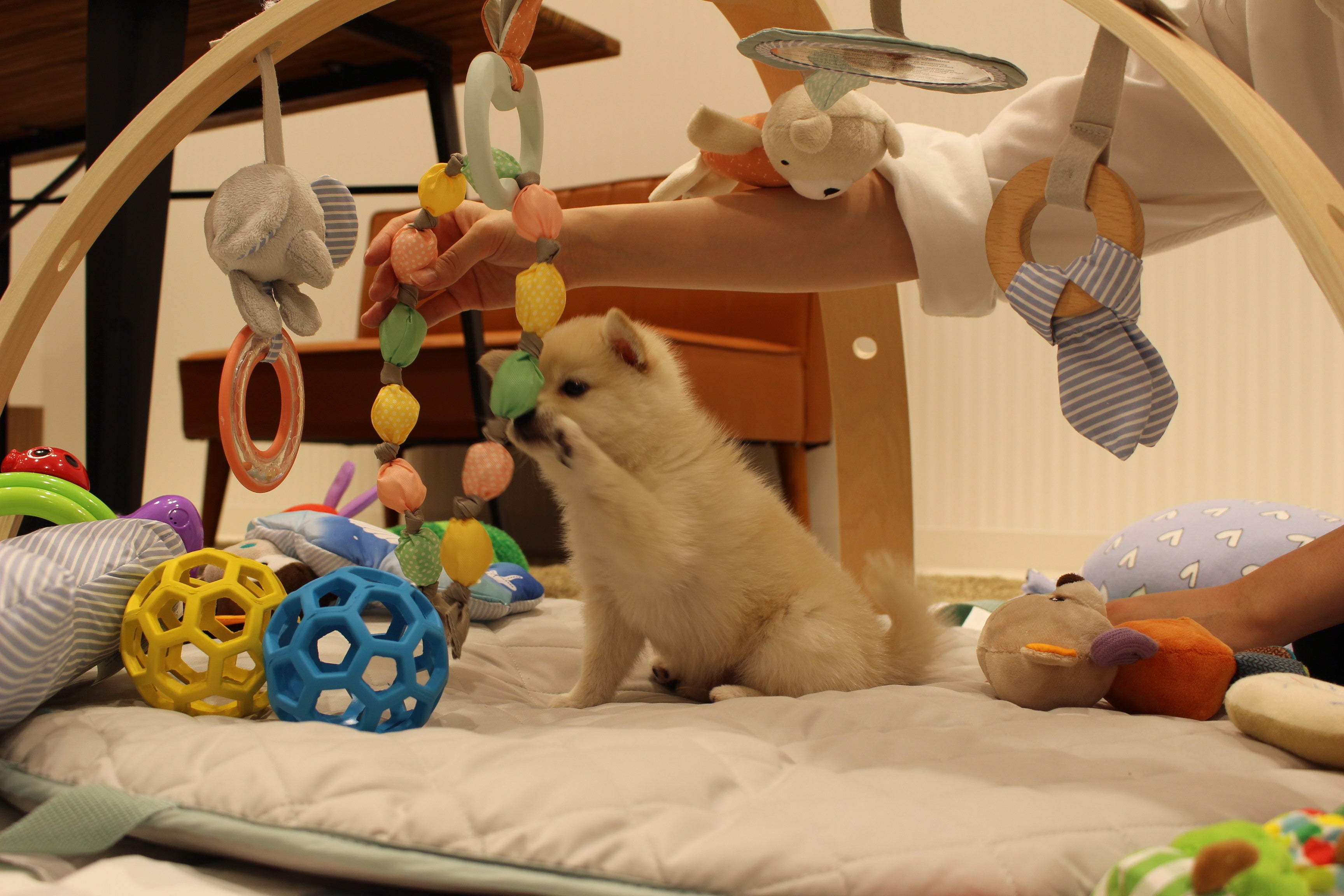 社会化トレーニング風景