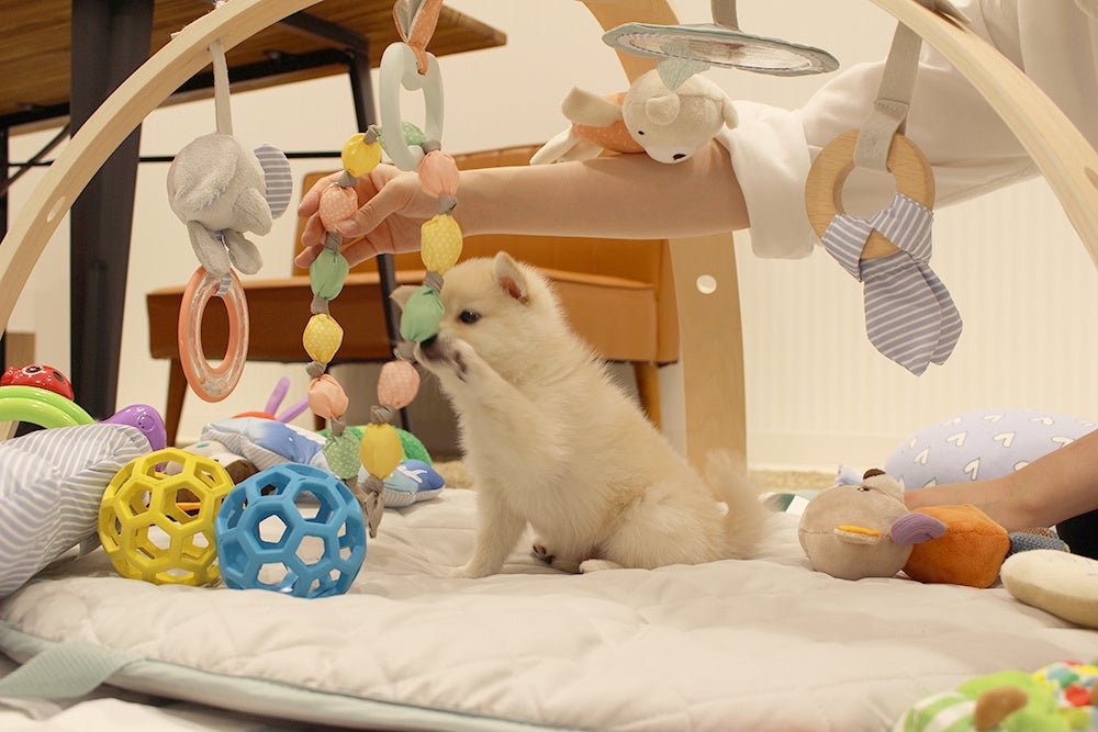 社会化トレーニング風景