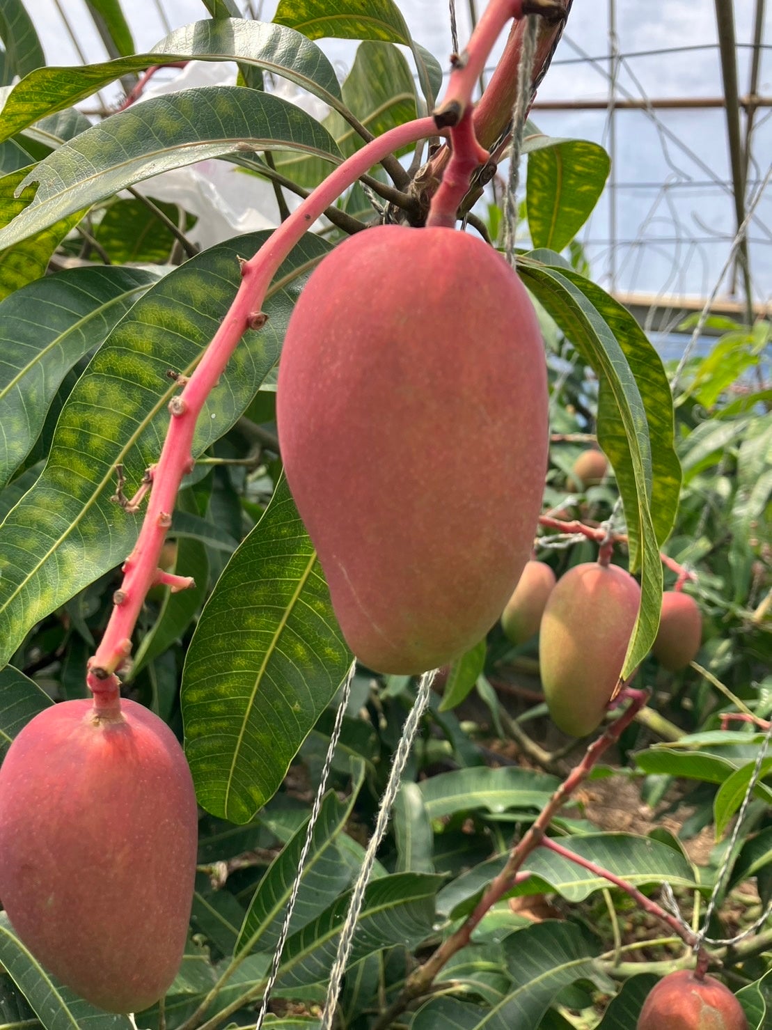 こーらるパリ農園　マンゴー