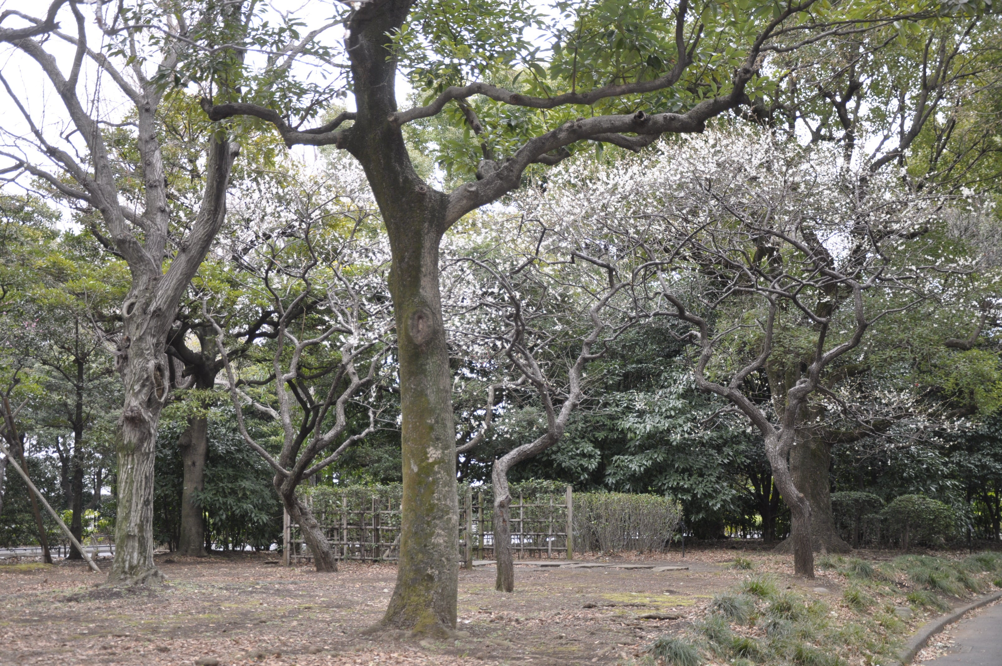 北の丸公園の梅
