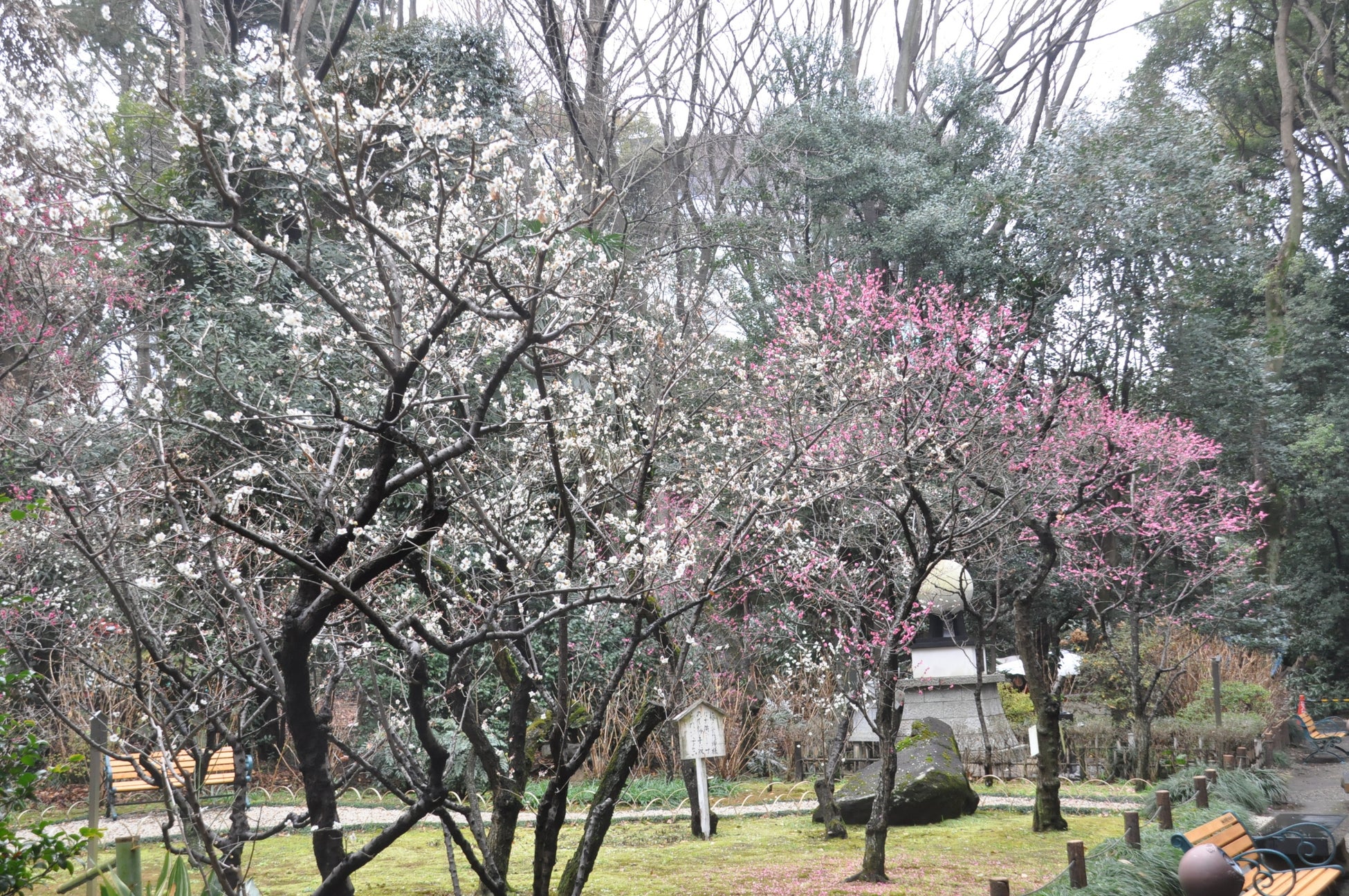 靖國神社の梅