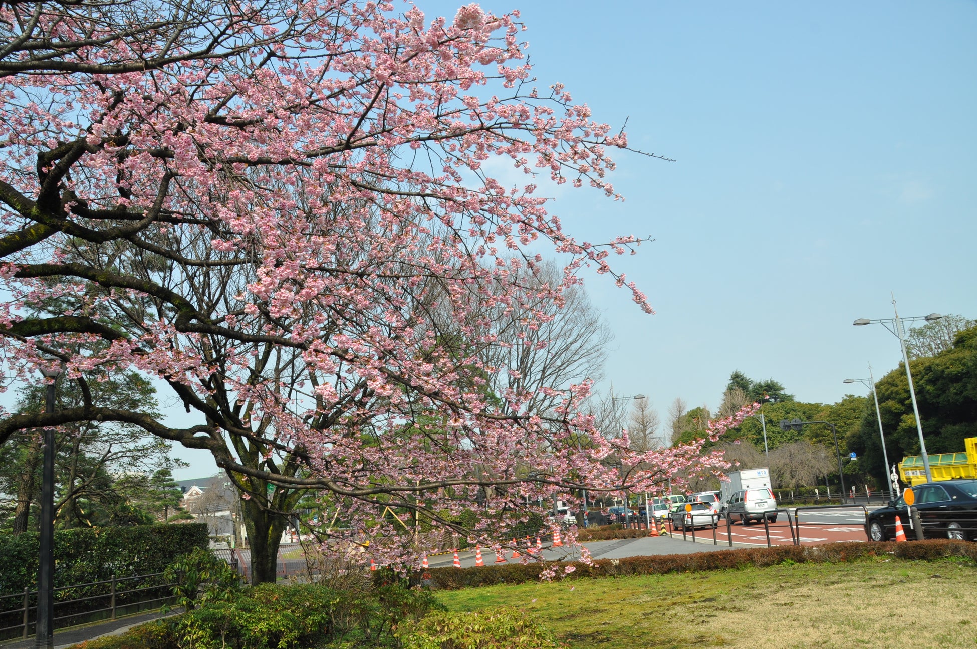 乾濠小公園の大寒桜