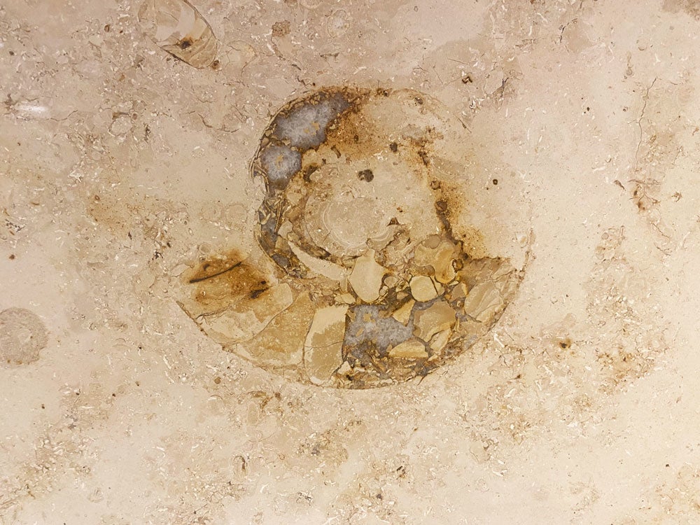 丸ビル地下のアンモナイト