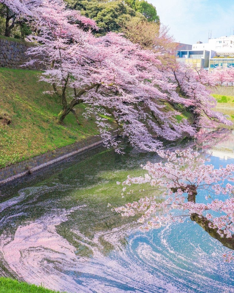 作品：「花筏」　棚橋 美咲