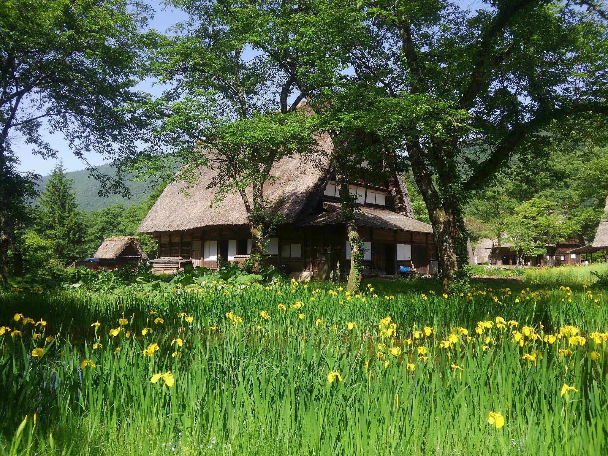 黄菖蒲と中野長次郎家