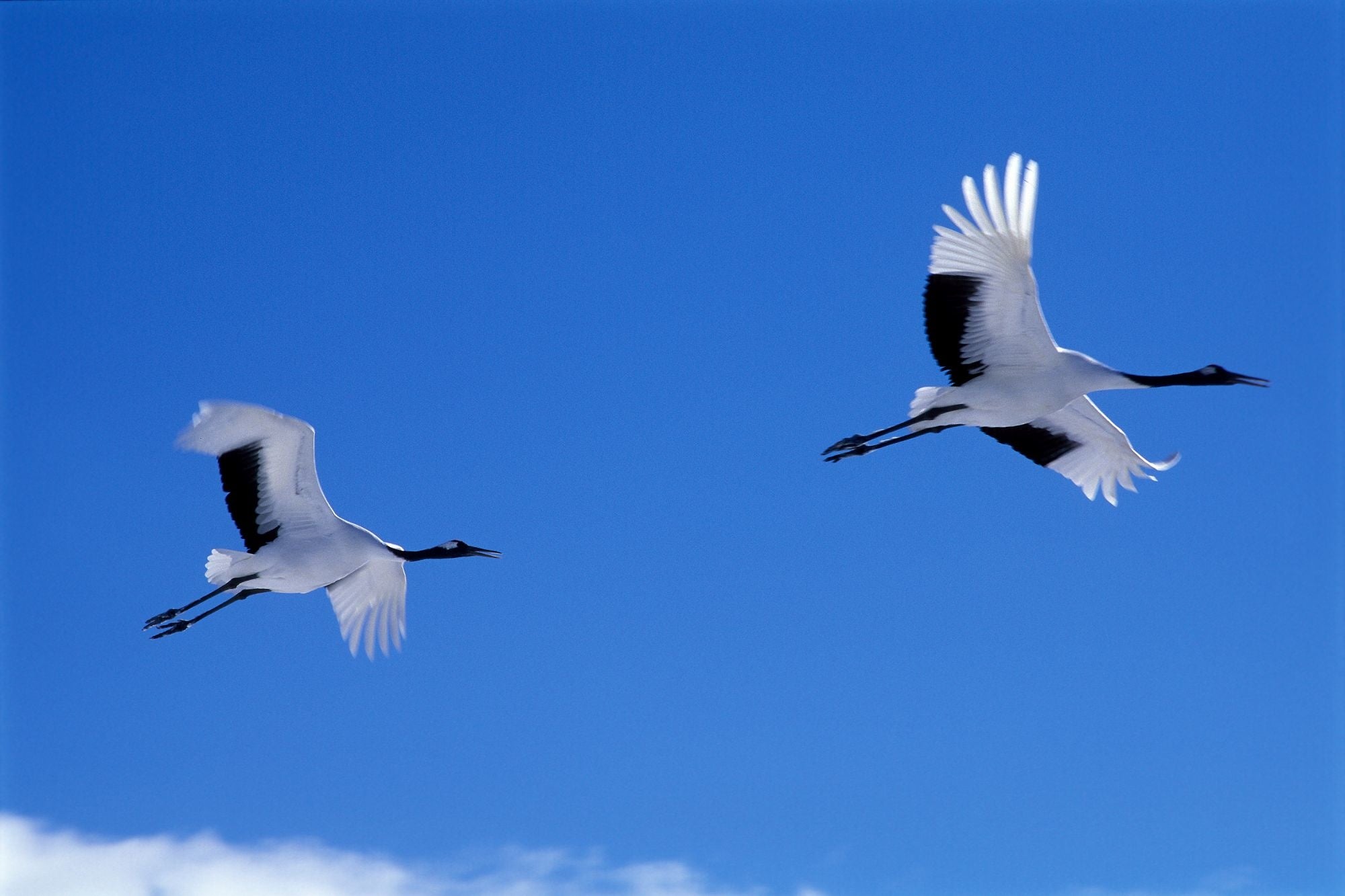 （写真：タンチョウ）