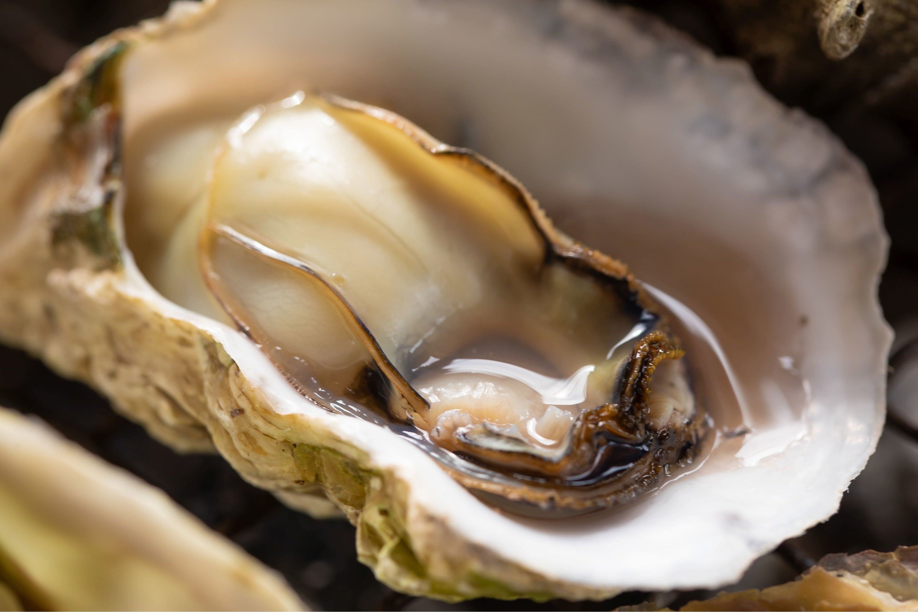 (写真：マルモ水産牡蠣／(c)SASEBO)