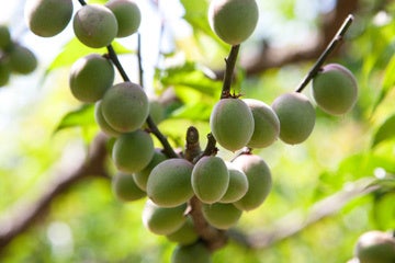 写真：福井梅／提供：若狭町観光商工課