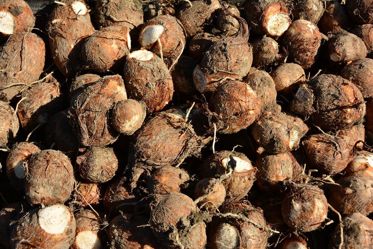 やはたいも／提供：甲斐市 商工観光課