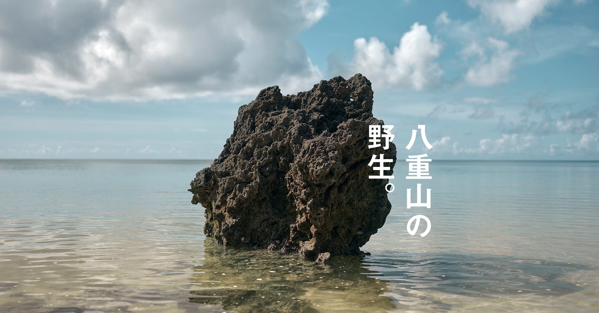 【古泉】茅台酒　 43% 白酒（再値下げ） 瑞泉 鳳凰 古酒 43度,720ml 沖縄限定 / 瑞泉酒造 / 泡盛ストリート.net