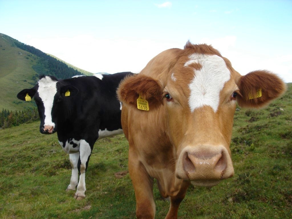 ©Agrarmarkt Austria Marketing GesmbH