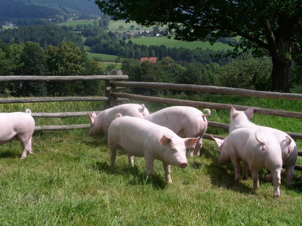 ©Agrarmarkt Austria Marketing GesmbH