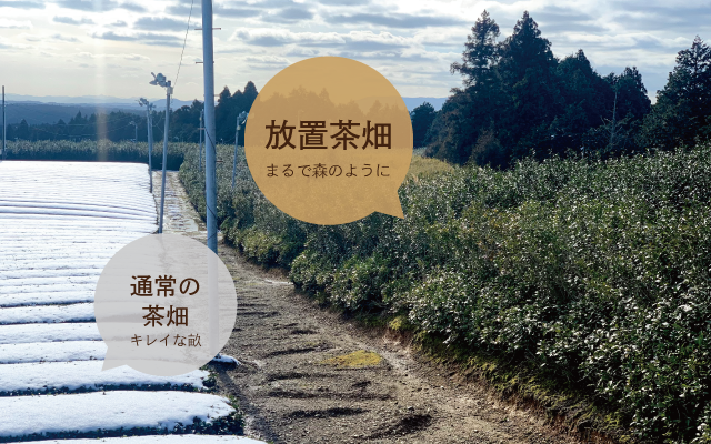 放置茶畑が増えている問題