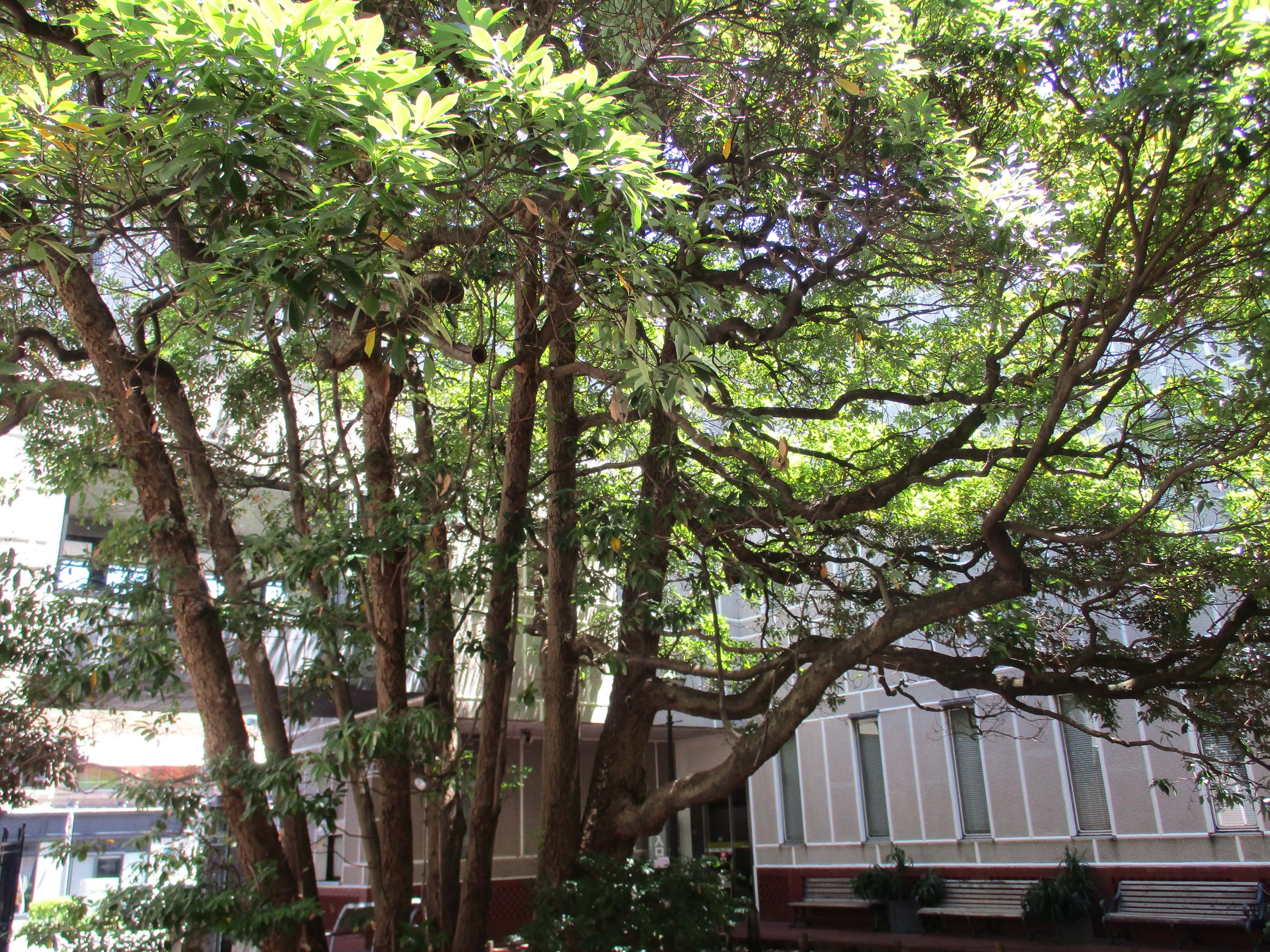 木漏れがさすたまくすの木