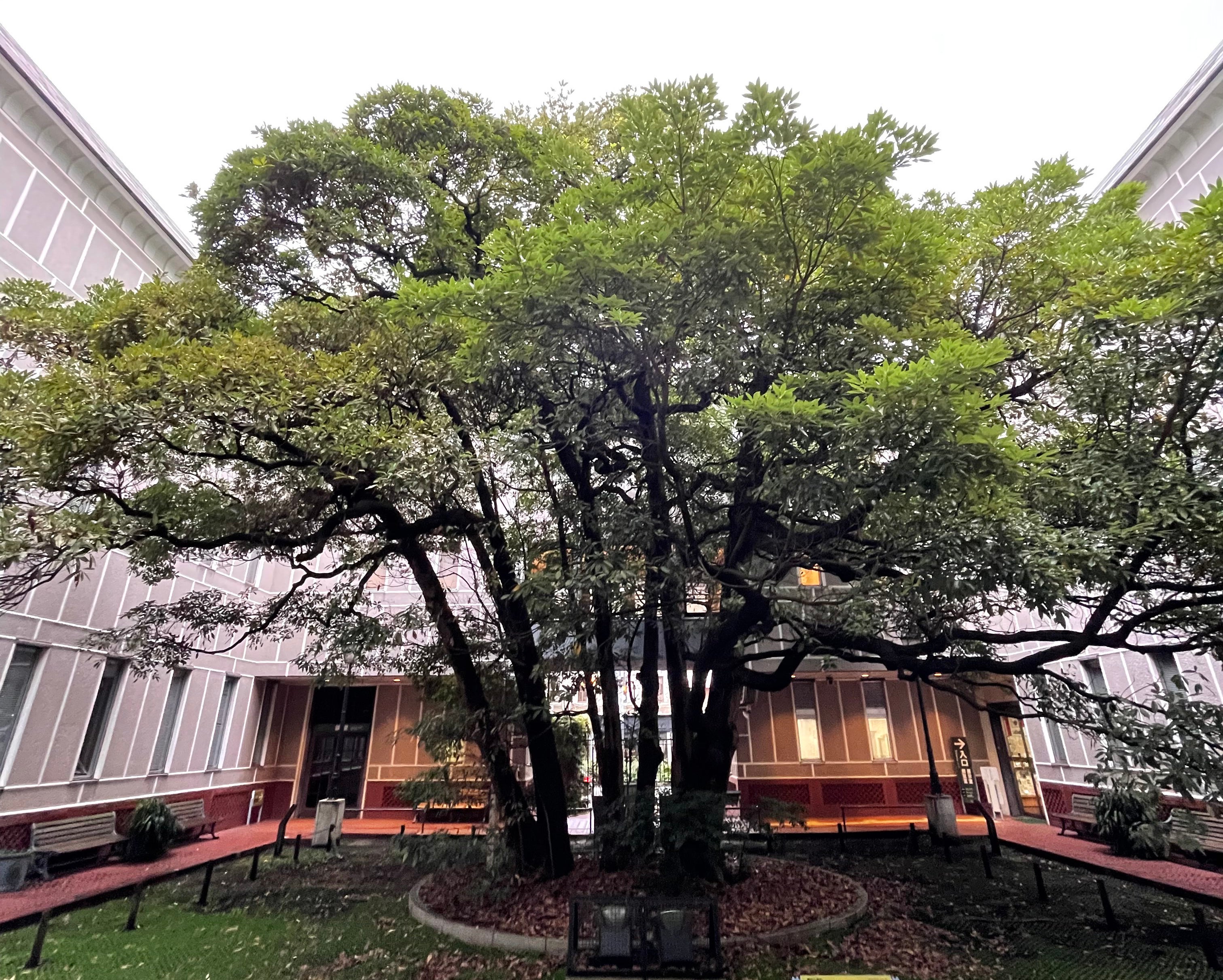 横浜開港資料館の中庭で多くの来館者を見守るたまくすの木 たまくすの木
