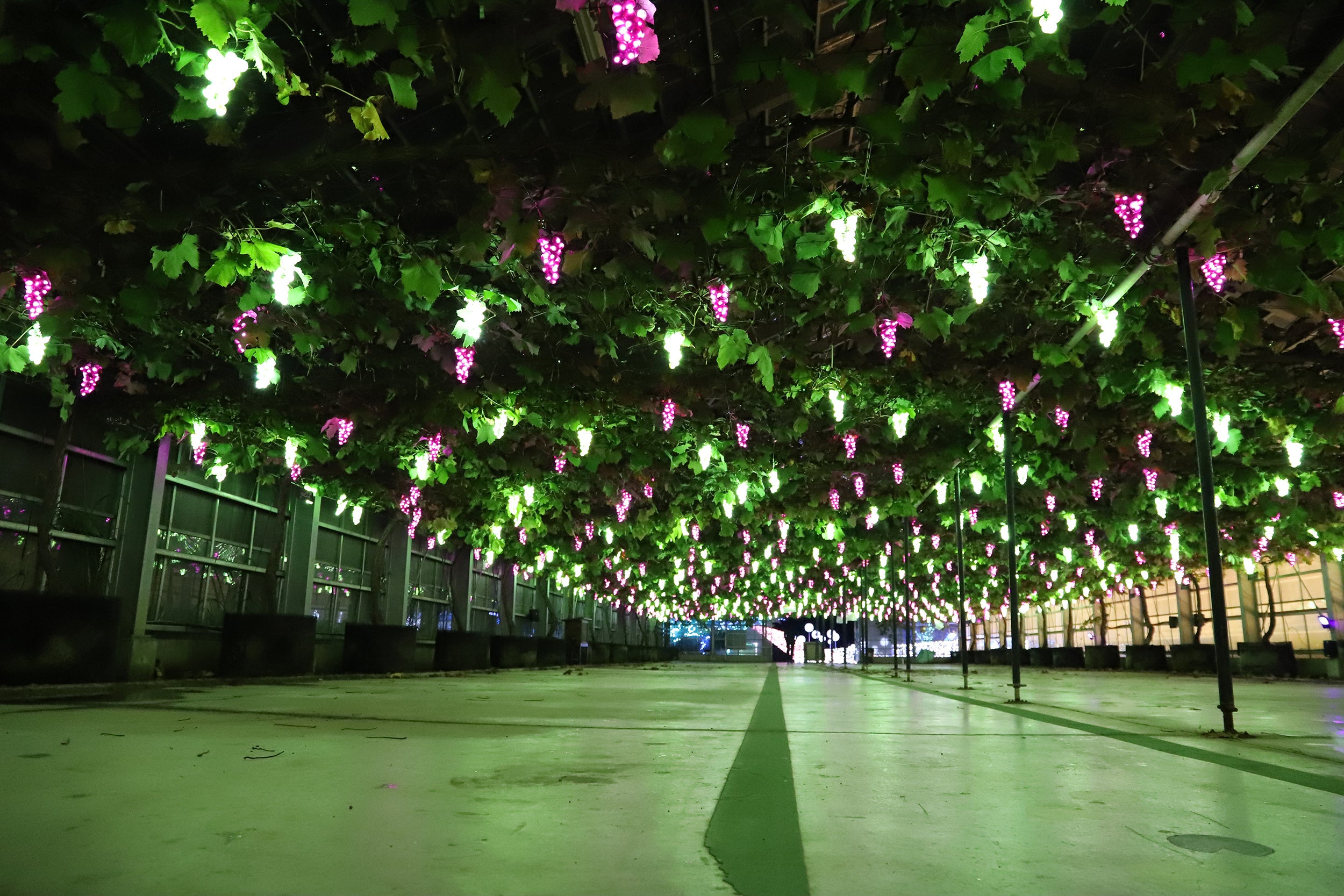 星のぶどうハウス